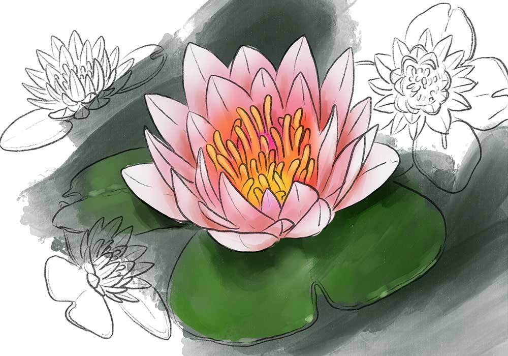 Fiore di loto disegno - Novel Academy